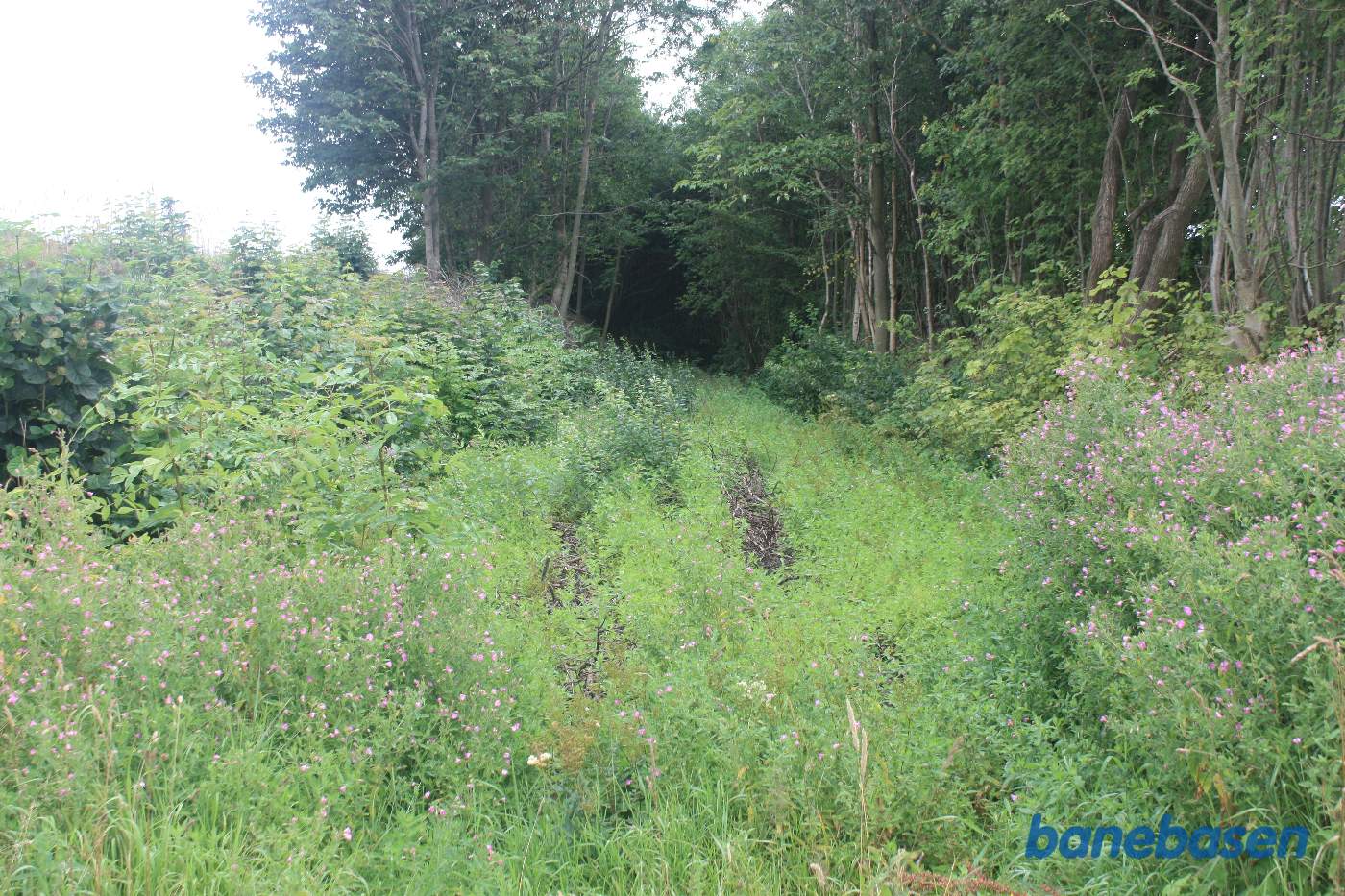 Her krydsede banen Savmøllevej og fortsatte ind mellem træerne. Vi kigger i retning mod Gudhjem