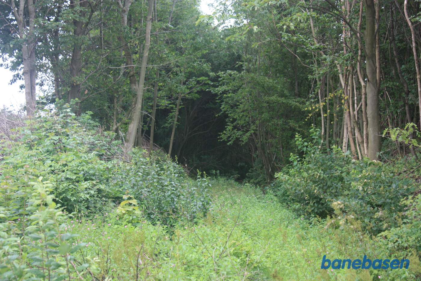 Her krydsede banen Savmøllevej og fortsatte ind mellem træerne. Vi kigger i retning mod Gudhjem