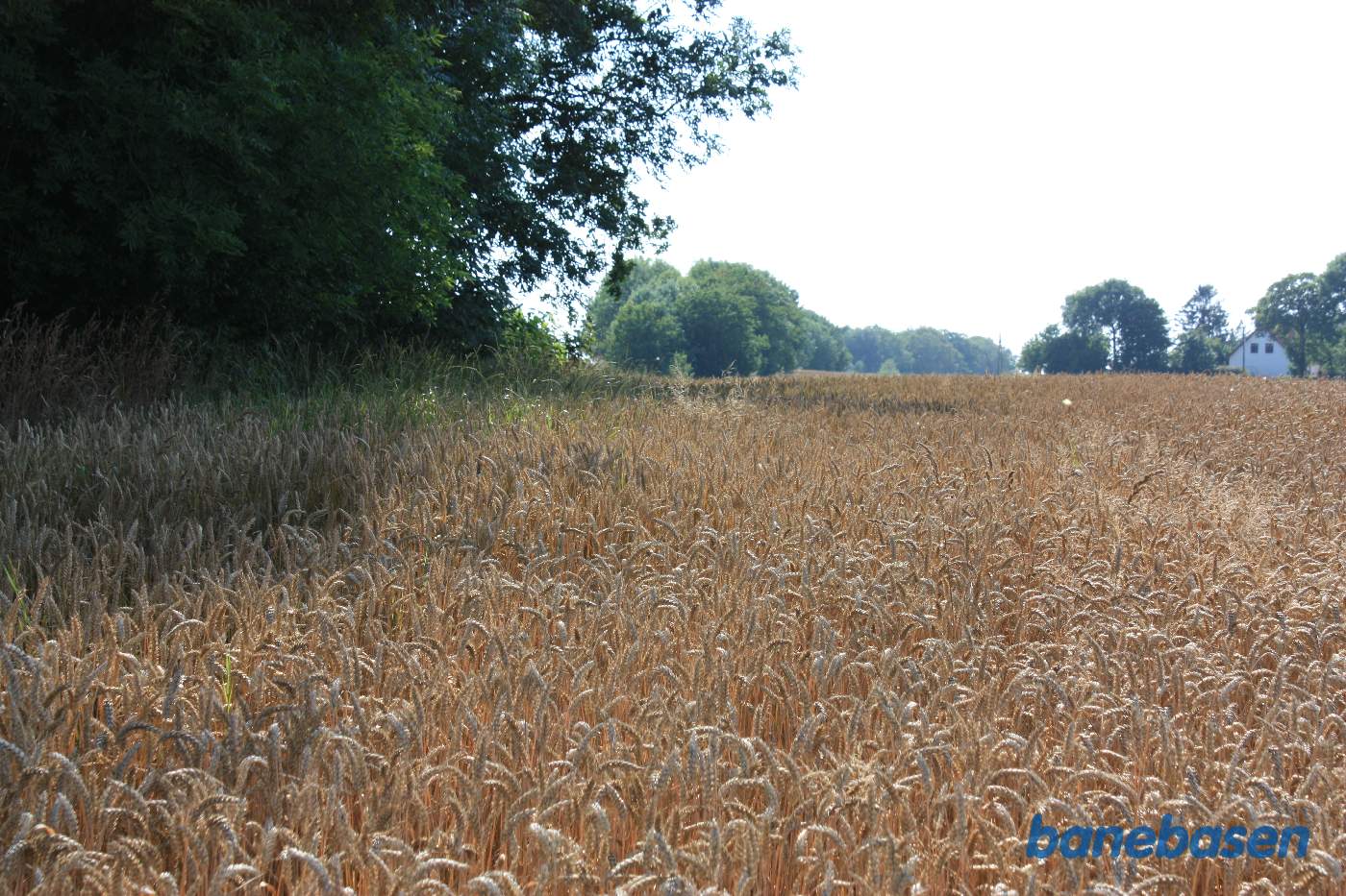 Banen løb langs skovkanten og over gennem udgravningen ved trærækken midt i billedet. Vi kigger mod Aakirkeby