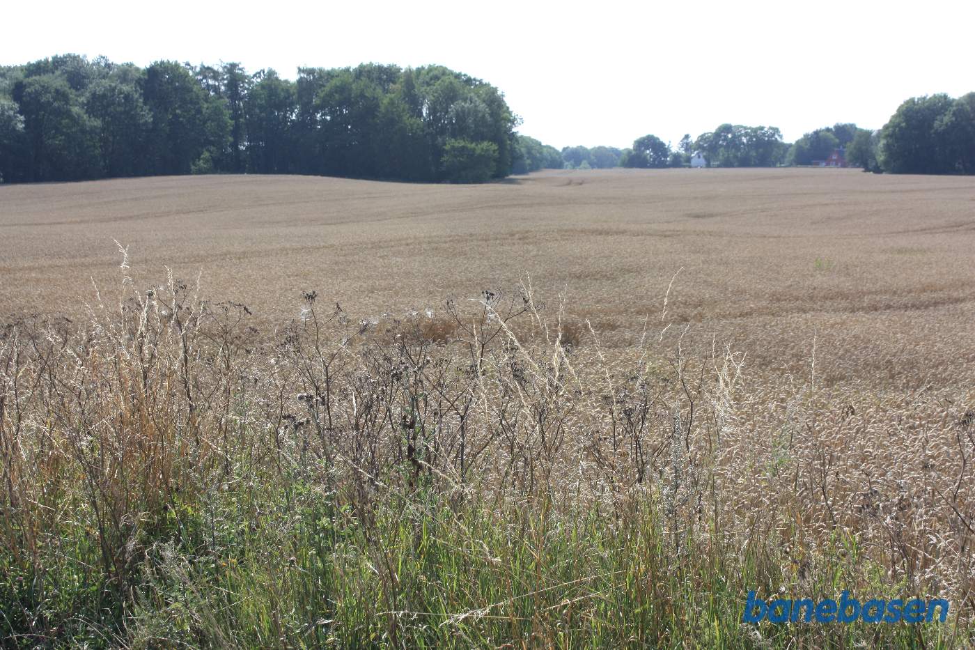 Vi står på Almindingensvej (2 hjulspor op til en gård) og kigger mod Aakirkeby. Banen gik over marken og langs træerne midt i billedet