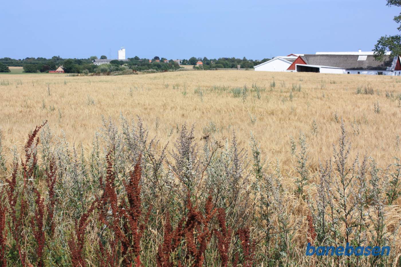 Vi står på Almindingensvej (2 hjulspor op til en gård) og kigger mod Gudhjem. Banen gik over marken og venstre om den store gård Fredensly i en meget stor og blød højre bue