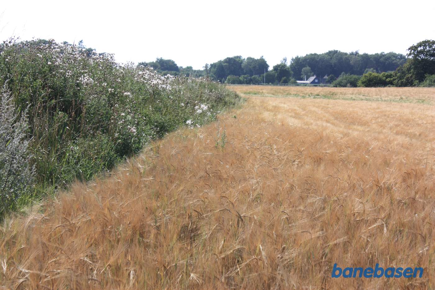 Vi står ude bag gården Fredensly og kigger mod Aakirkeby. Der er ikke meget tilbage af banens tracé, men toget kørte midt i billedet i en meget stor blød venstrekurve