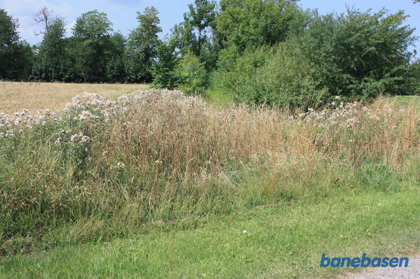 Vi står på jordvejen op til gården og kigger mod Gudhjem. Der er stadig raster af tracéen inde mellem buskene