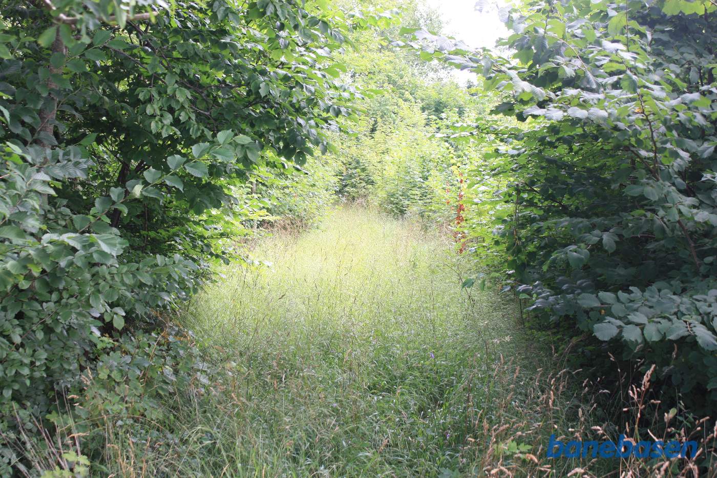 Vi står i markskellet op til Kjeldse å og kigger mod Aakirkeby Vi står i markskellet op til Kjeldse å og kigger mod Aakirkeby