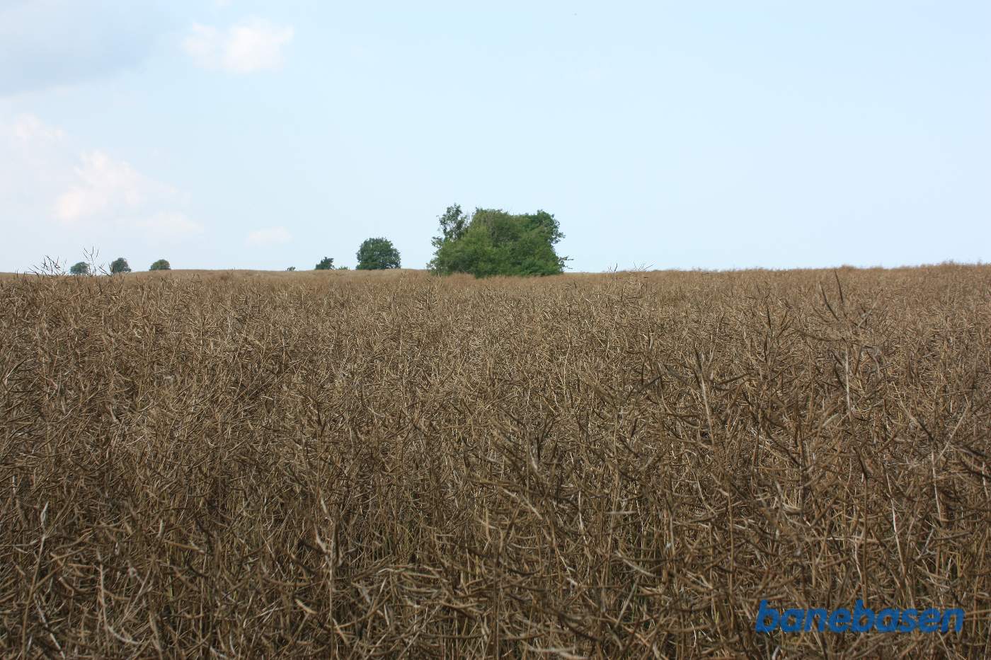 Vi står i markskellet op til Kjeldse å og kigger mod Gudhjem. Banen gik i trærækken midt i billedet