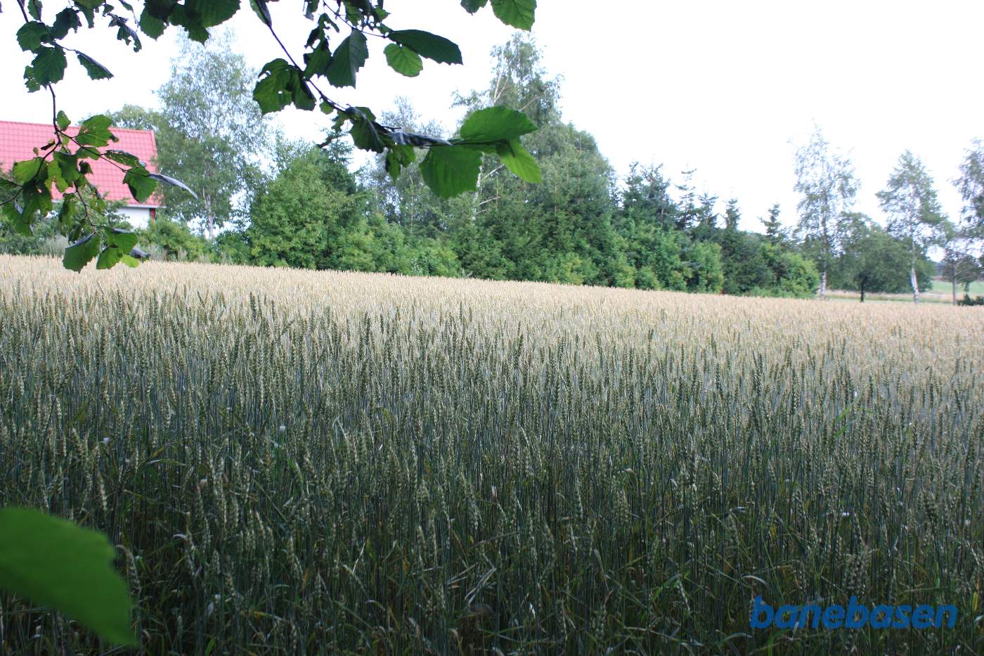 Vi står i stationshaven og kigger mod Aakirkeby. Banen gik over marken og gennem træerne midt for