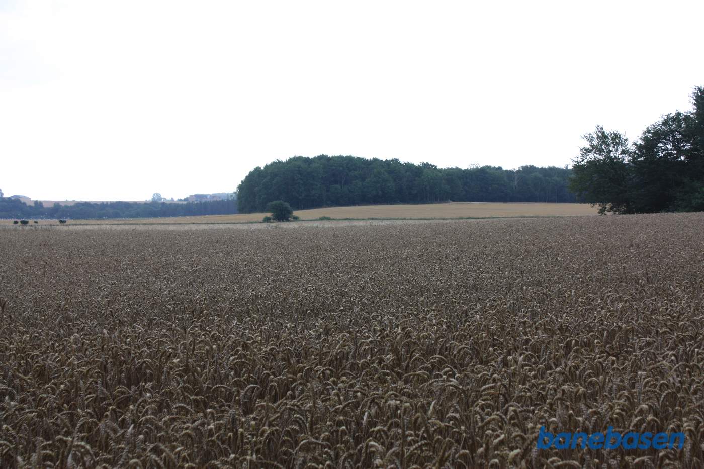Vi kigger ud over markerne i retning mod Aakirkeby. Banen gik mellem træerne til højre og det enlige træ i markskellet, i en blød venstrekurve over til skoven ude i horisonten, hvor den fulgte skovkanten til venstre for skoven