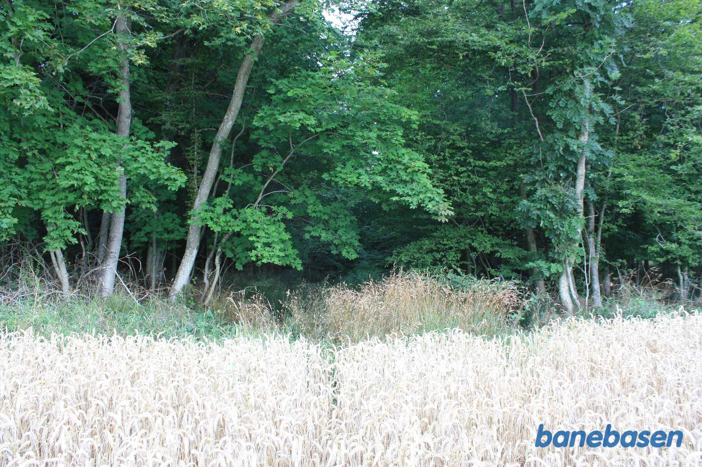 Vi kigger ind i skoven i retning mod Gudhjem, hvor der er tydelige rester af banen Vi kigger ind i skoven i retning mod Gudhjem, hvor der er tydelige rester af banen