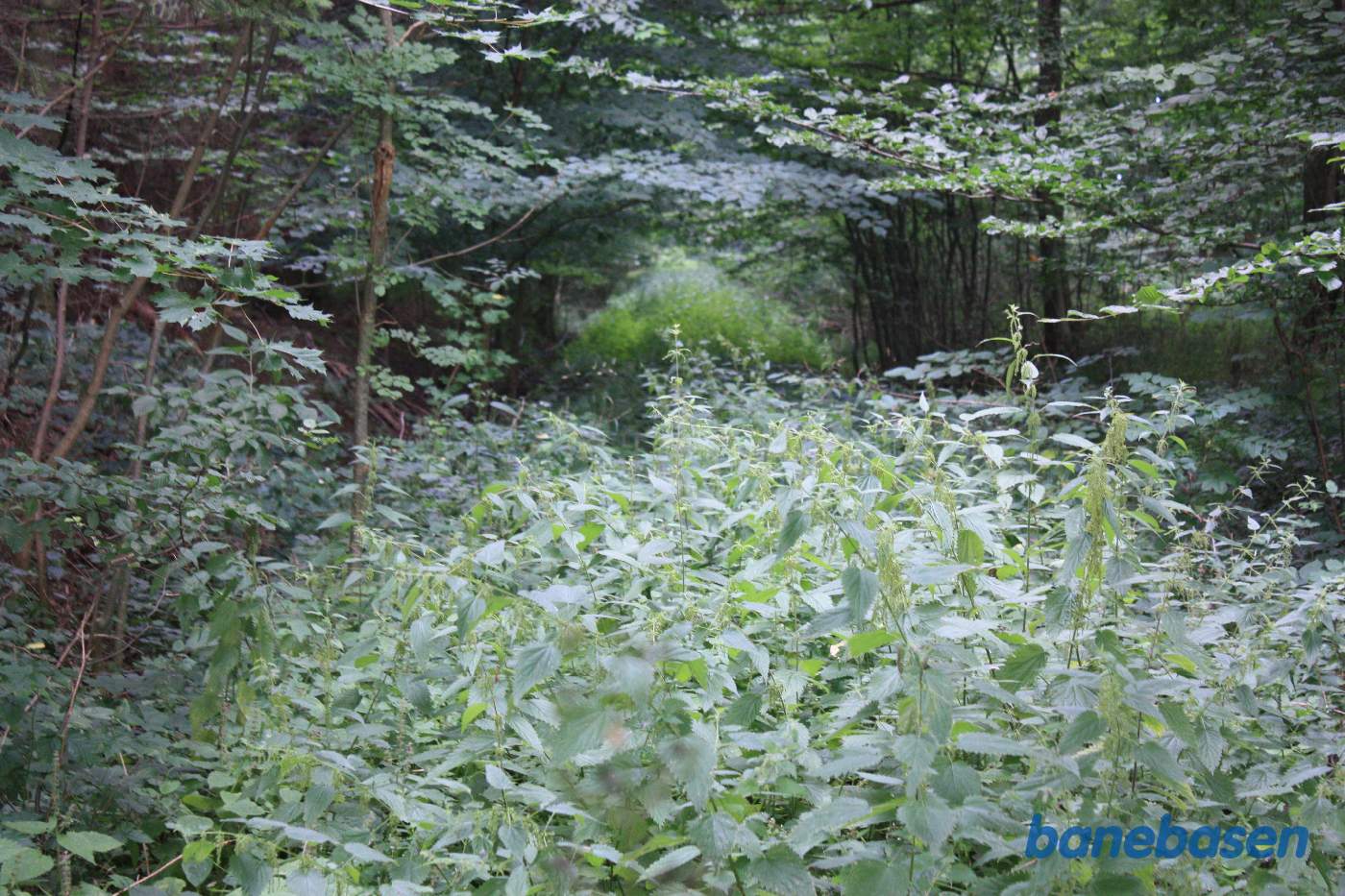 Vi kigger ind i skoven i retning mod Gudhjem, hvor der er tydelige rester af banen Vi kigger ind i skoven i retning mod Gudhjem, hvor der er tydelige rester af banen