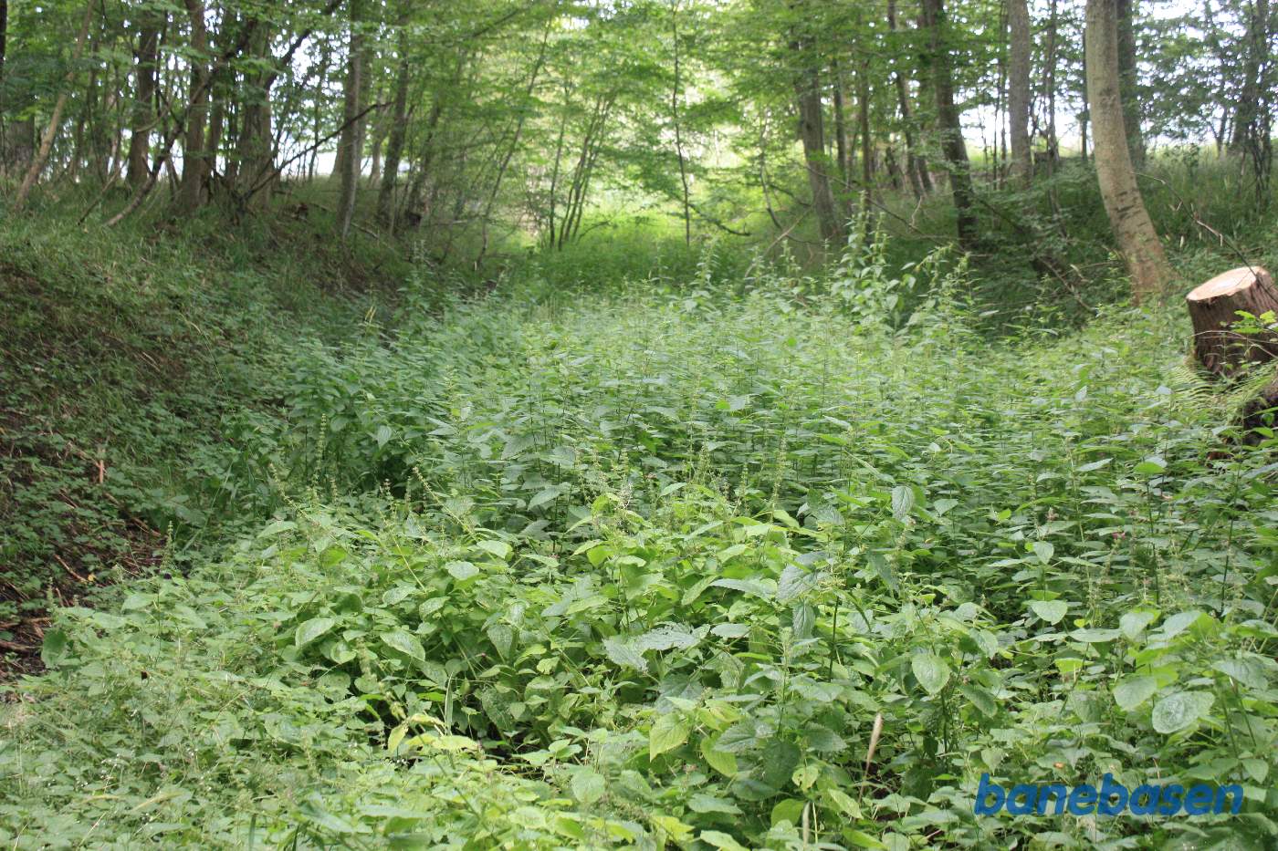 Vi er inde i Højskov, hvor vi tydeligt kan se den overgroede banetracé. Vi kigger mod Gudhjem