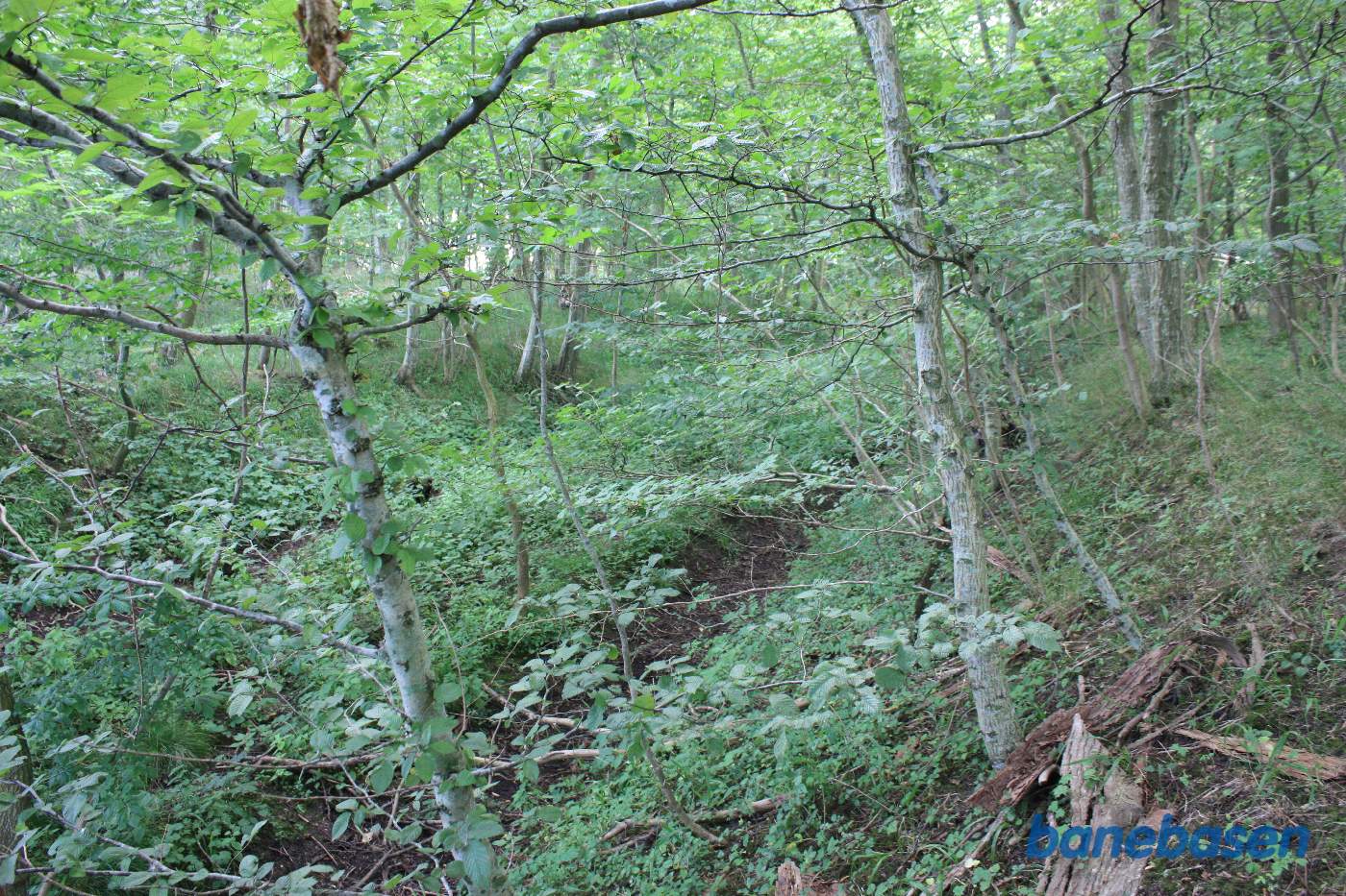 Vi er inde i Højskov og kigger ned i banegraven, hvor vi tydeligt kan se den overgroede banetracé. Vi kigger mod Aakirkeby Vi er inde i Højskov og kigger ned i banegraven, hvor vi tydeligt kan se den overgroede banetracé. Vi kigger mod Aakirkeby