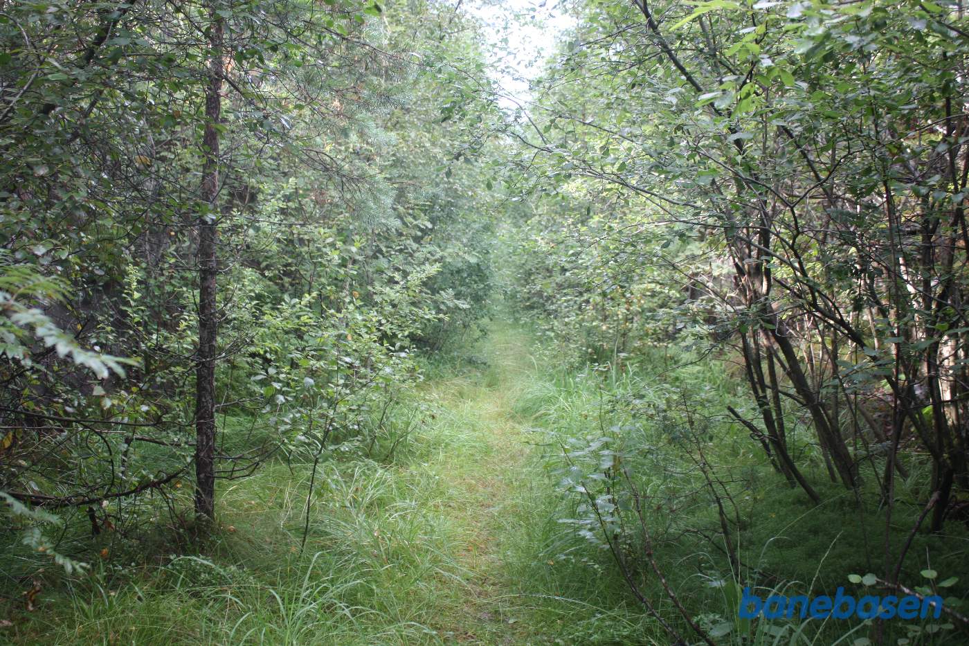 Her ses den gamle tracé der forsvinder ind mellem træerne