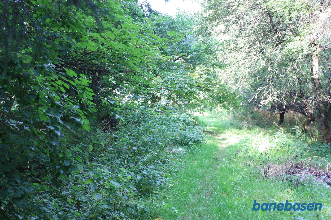 Vi står på banetracéen, der er kraftigt overgroet, og kigger ind mod stationen