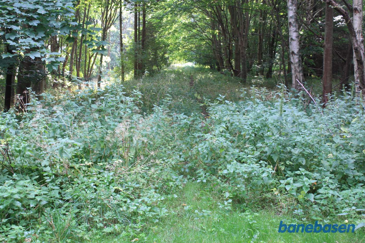 Vi står på banetracéen, der er kraftigt overgroet, og kigger mod Aasbækbro Vi står på banetracéen, der er kraftigt overgroet, og kigger mod Aasbækbro