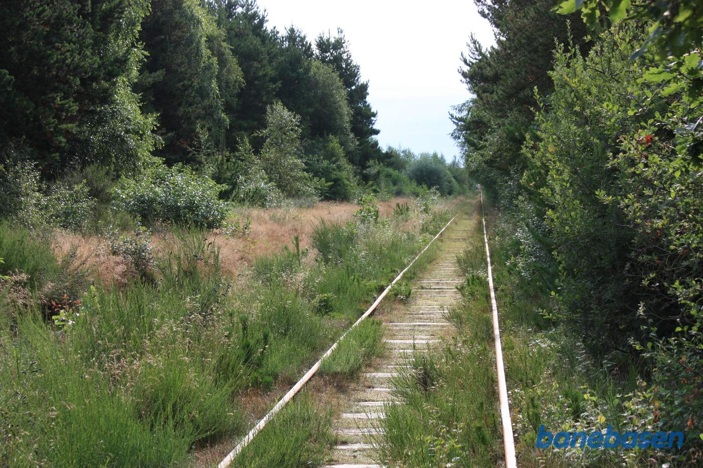 Vi er kørt ud på strækningen, der efterhånden er godt tilgroet