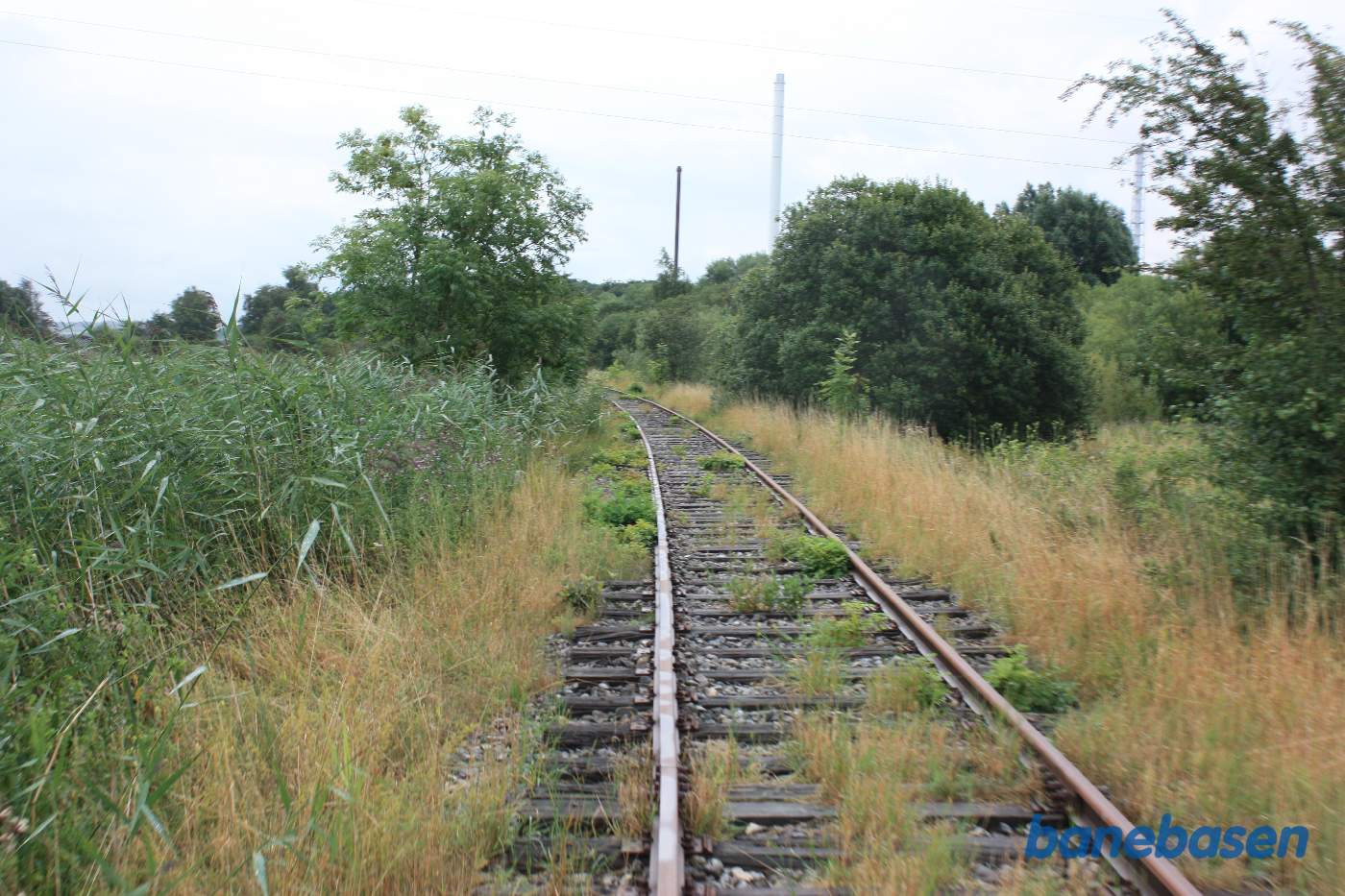 Banen går i en blød venstre kurve med siv til venstre