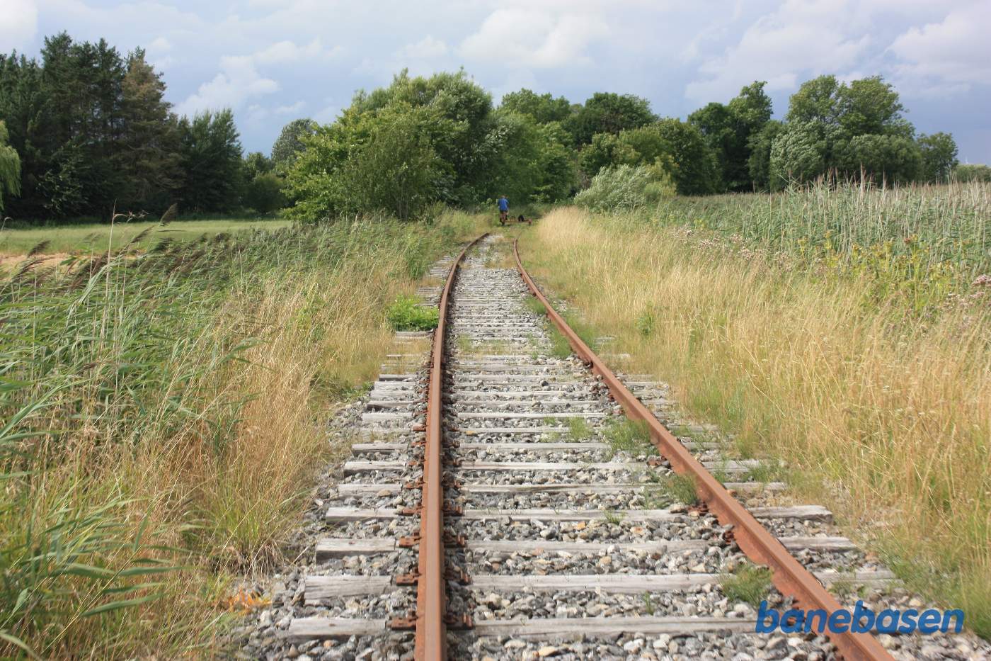Vi er i en blød kurve med siv skov til højre