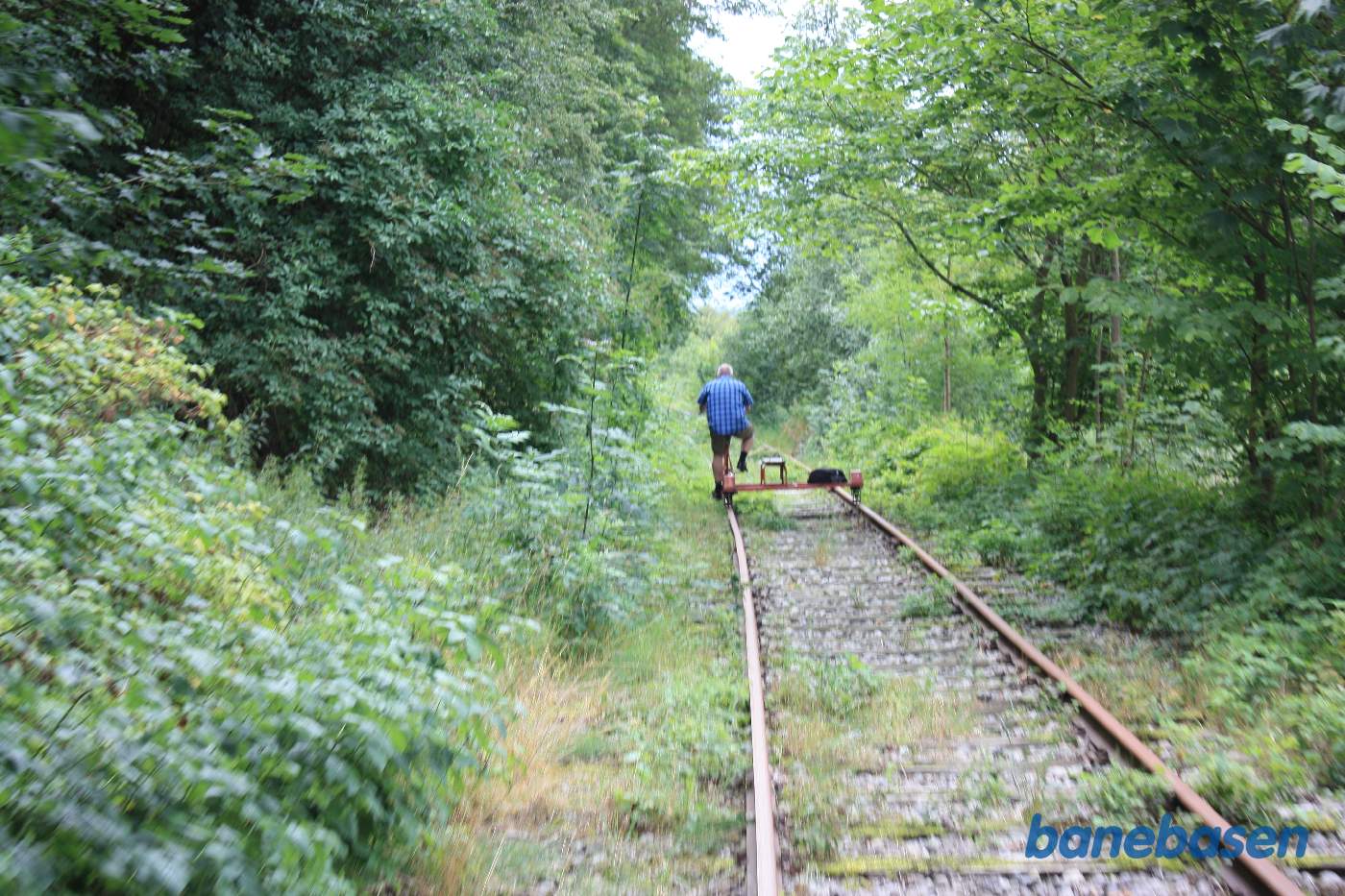 Igen kraftig bevoksning, nærmest som en urskov Igen kraftig bevoksning, nærmest som en urskov