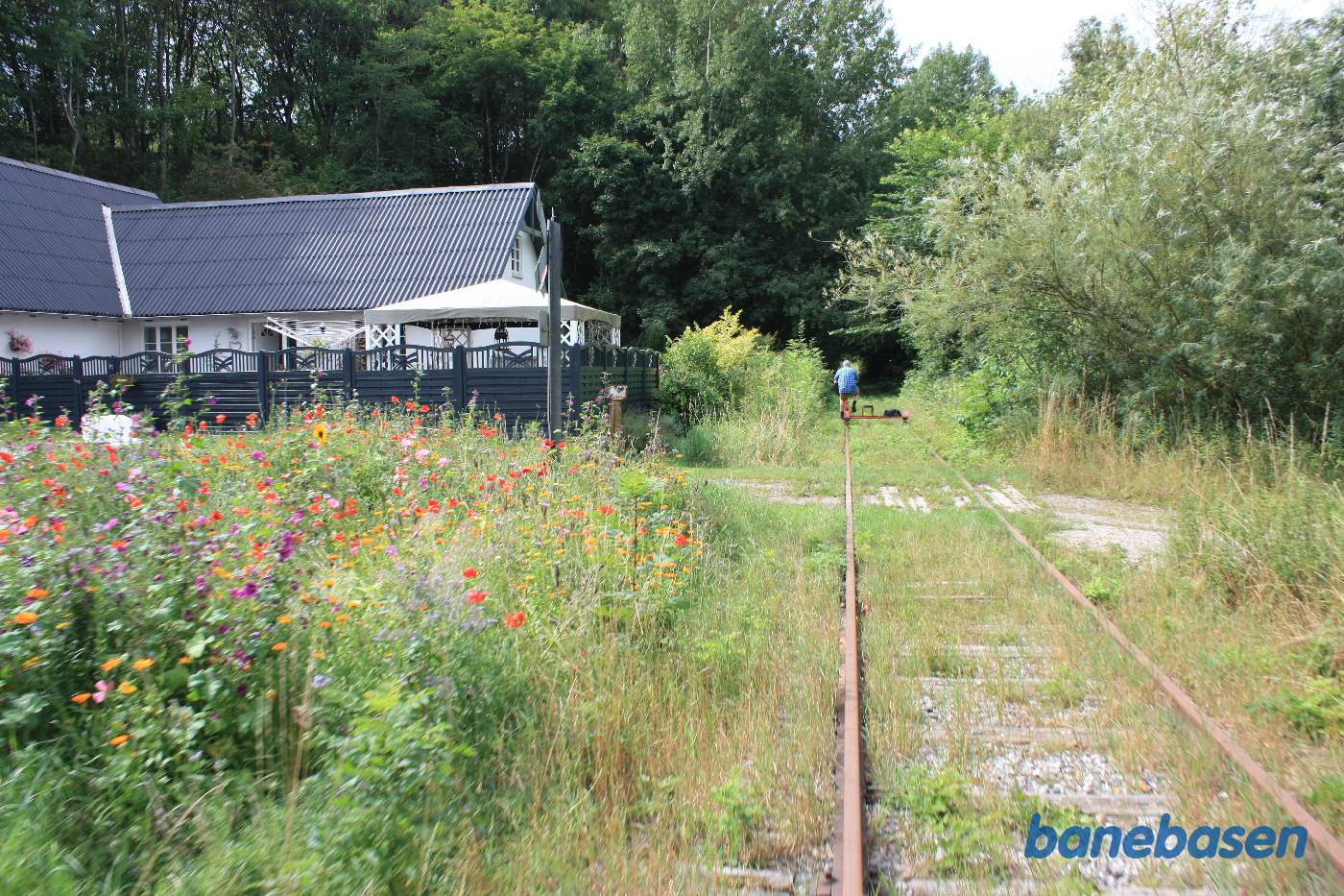 I den frodige ådal er der mange vilde planter og buske. Her passerer vi Egehøjvej