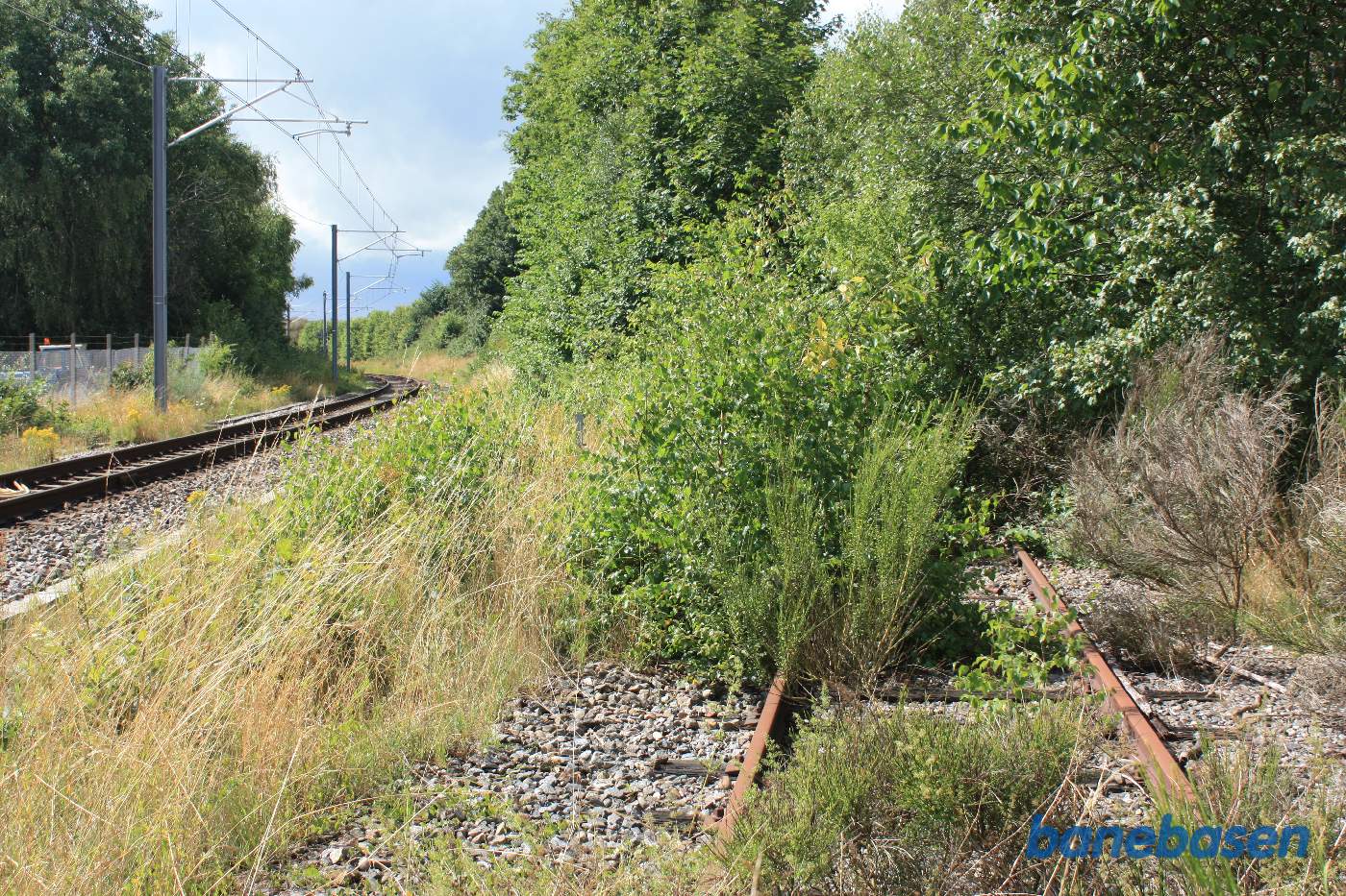 Sporet til Ryomgaard forsvinder ind i bevoksningen