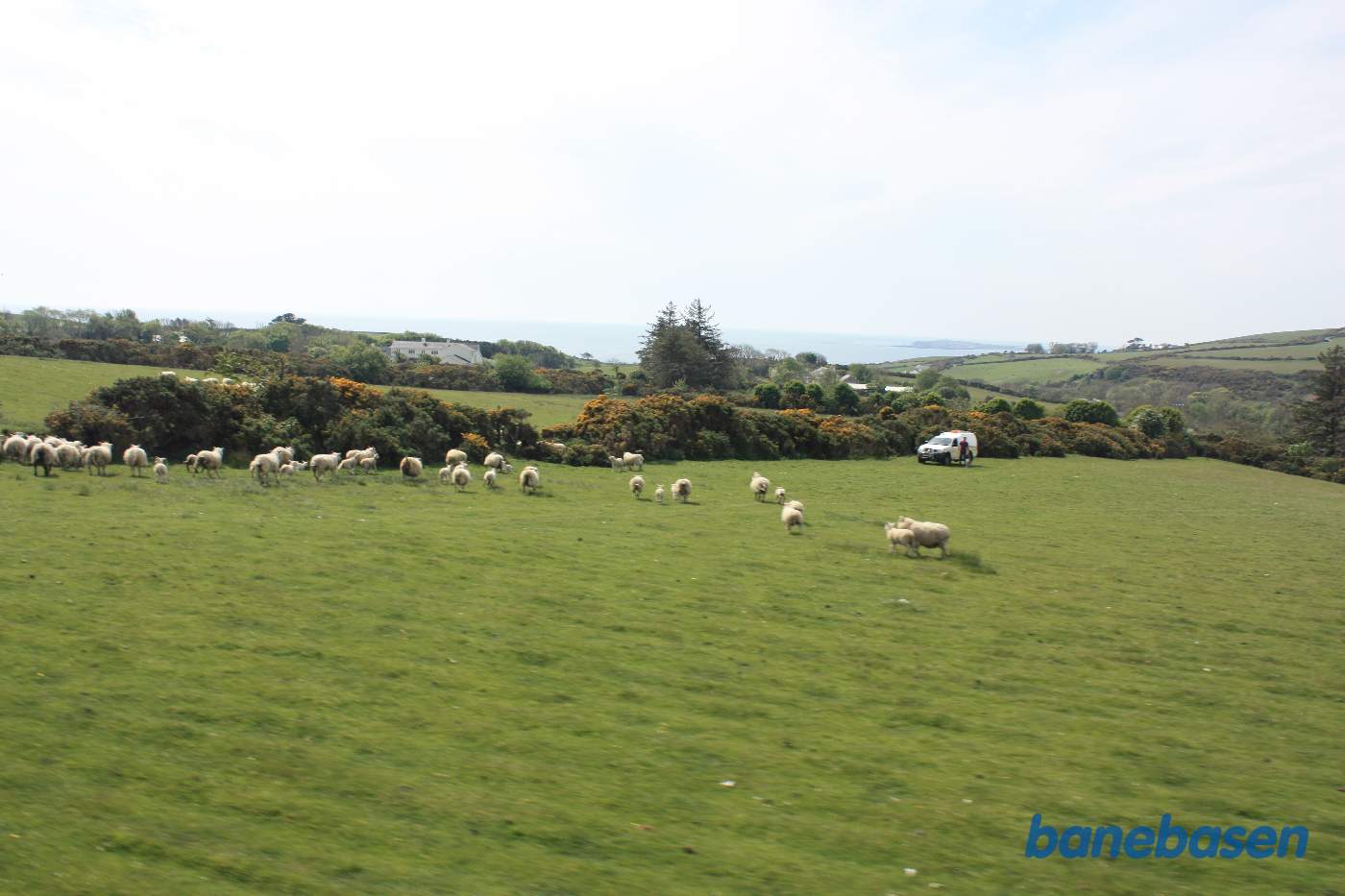 Toget kører ud over markerne, her med får, havet i baggrunden, kort før Ballasalla