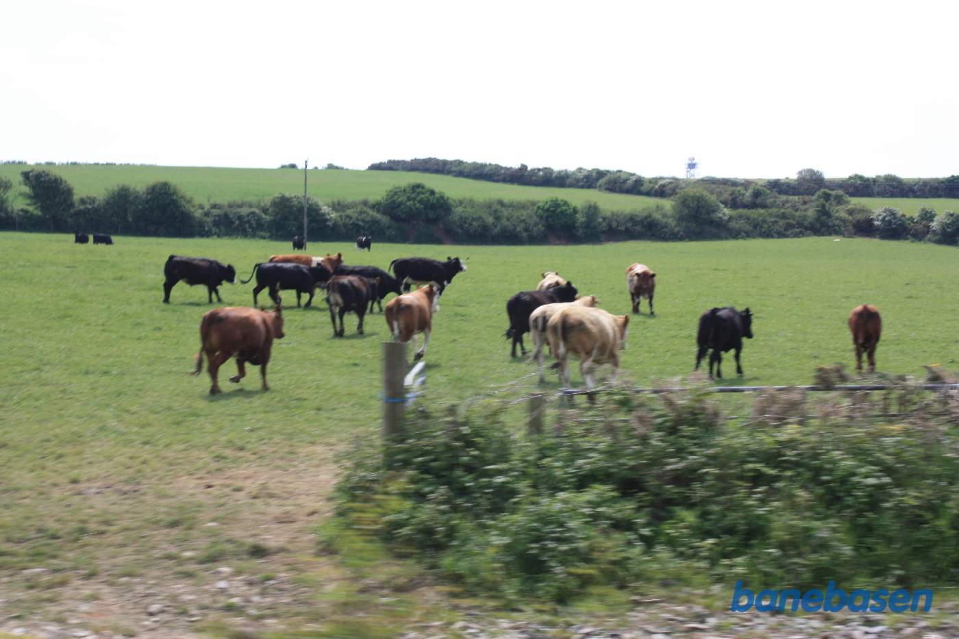 Toget kører ud over markerne, her med køer, kort før Ballasalla